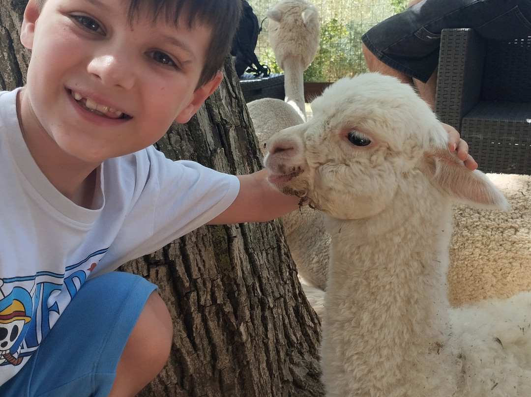 Basilicata Alpaca-Acerenza必去景点