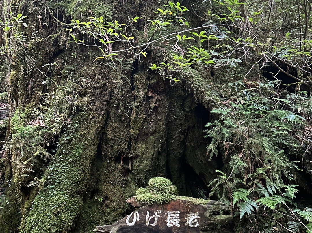 Yakusugi Land-屋久岛町必去景点