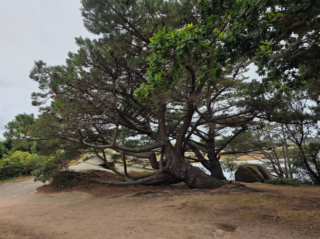 Ploumanac'h Natural Site-皮若斯必去景点