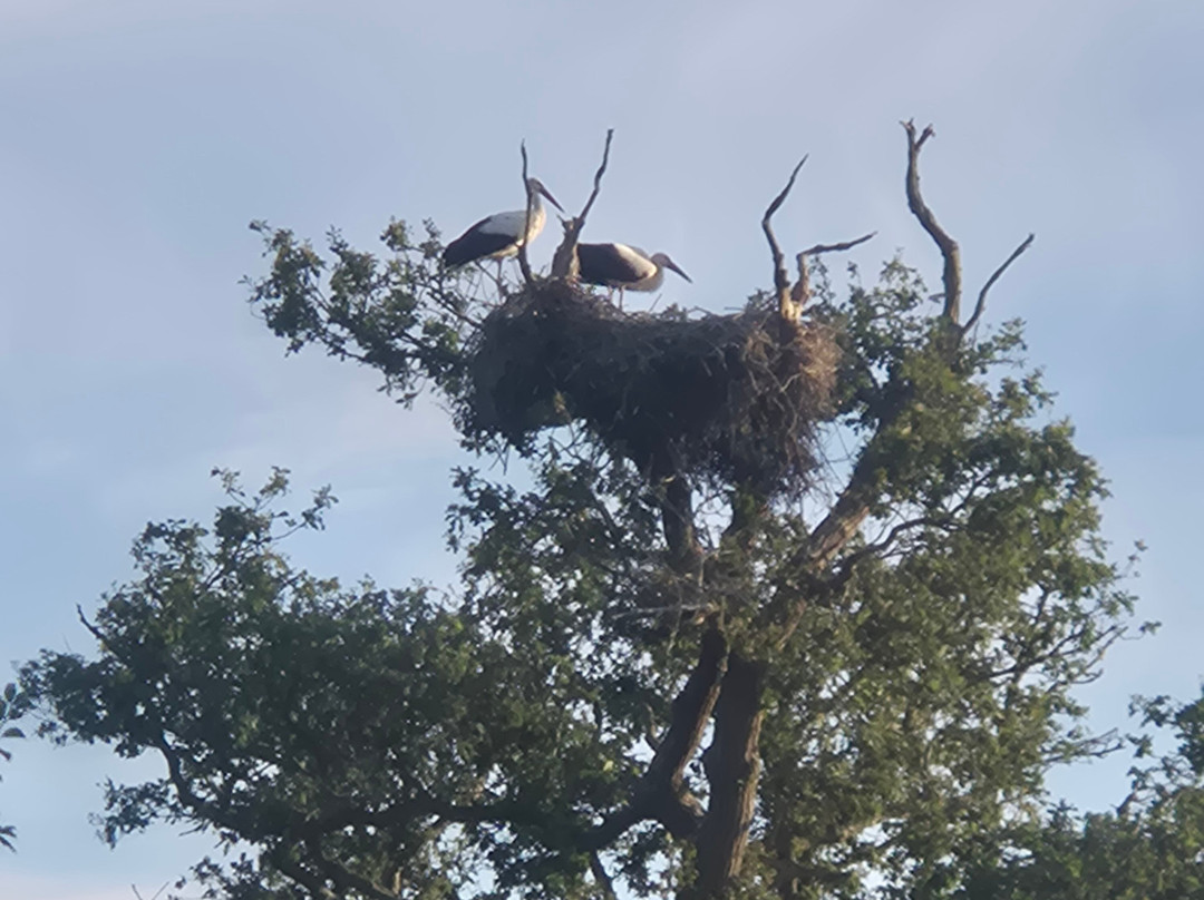 Knepp Wildland Safaris-霍舍姆必去景点