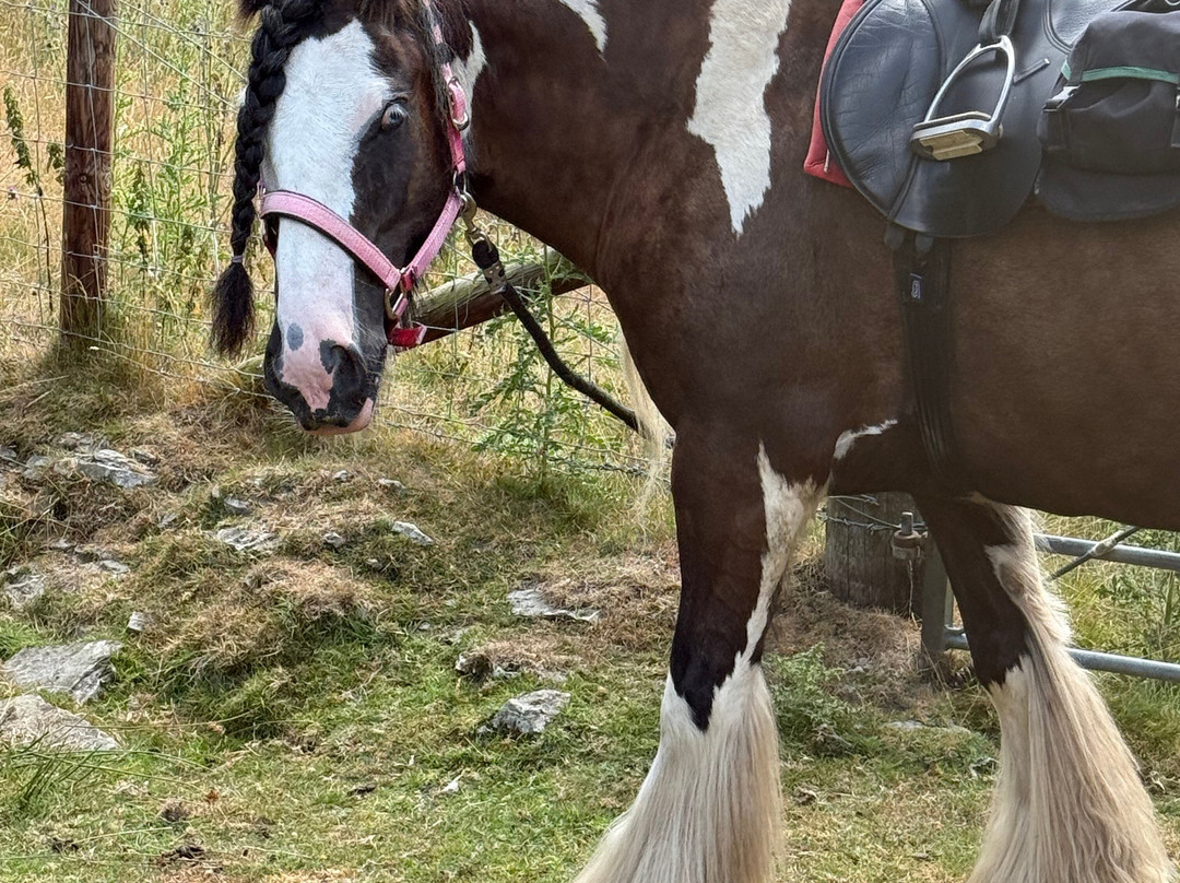 Freerein Riding Holidays-Clyro必去景点