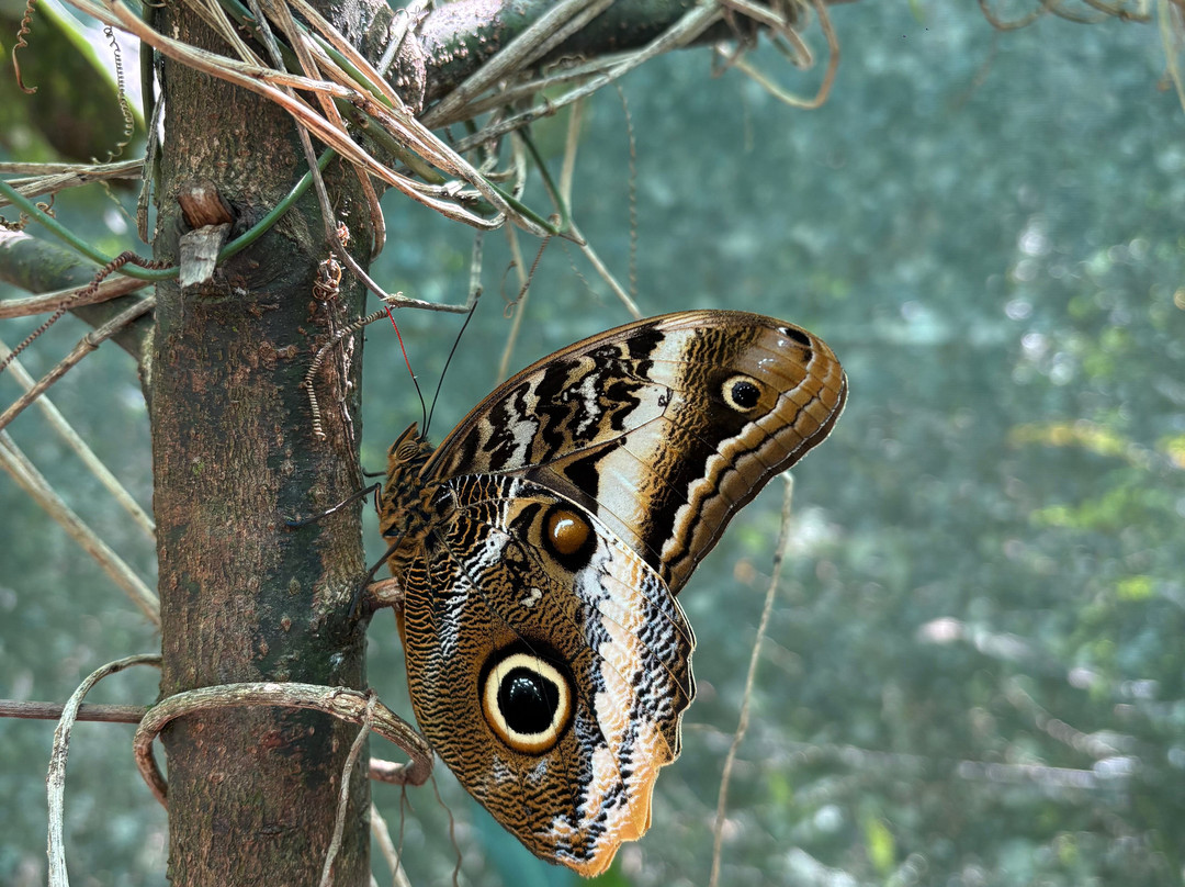 Mariposario De Machupicchu-温泉镇必去景点