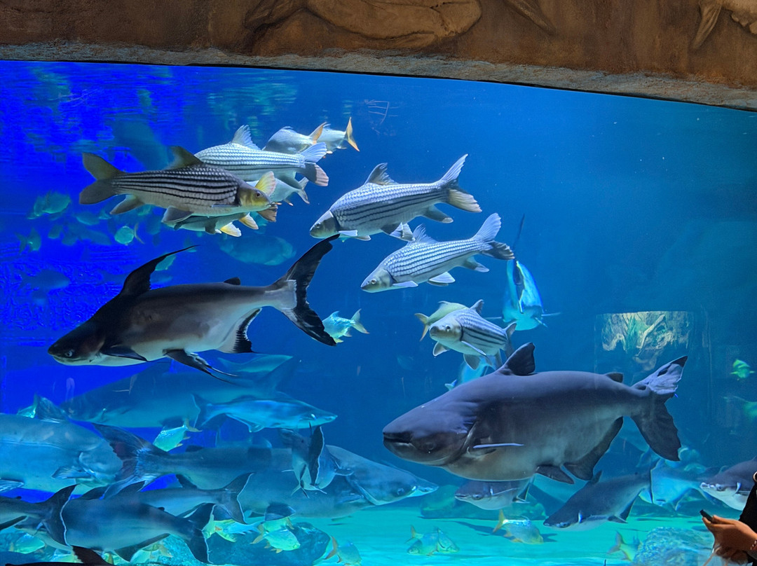 Angkor Wildlife & Aquarium-暹粒必去景点