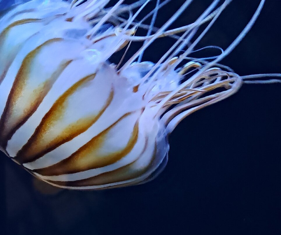 Bergen Aquarium-卑尔根必去景点