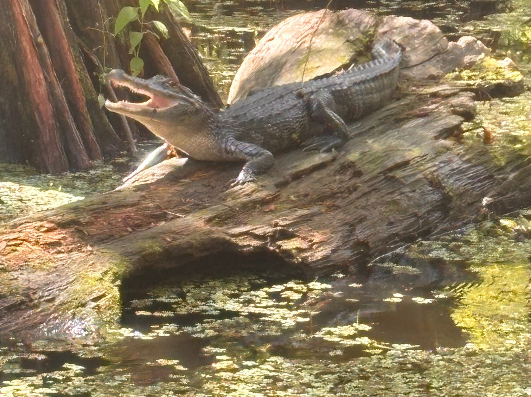 Champagne's Cajun Swamp Tours-布里奥克斯桥必去景点