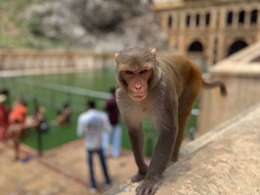 Monkey Temple-斋蒲尔必去景点