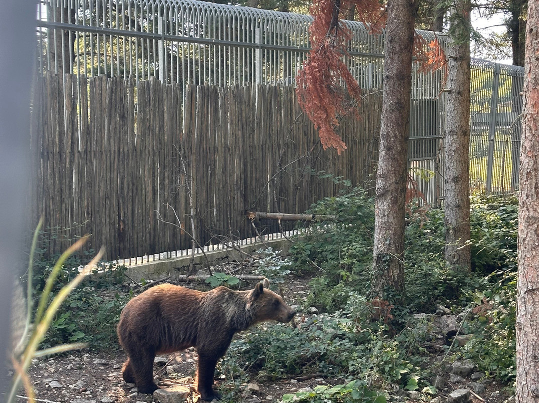 Area Faunistica Dell'Orso Bruno-Palena必去景点