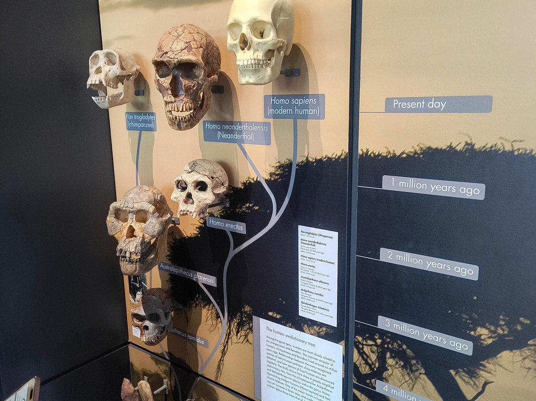 Lapworth Museum of Geology-伯明翰必去景点
