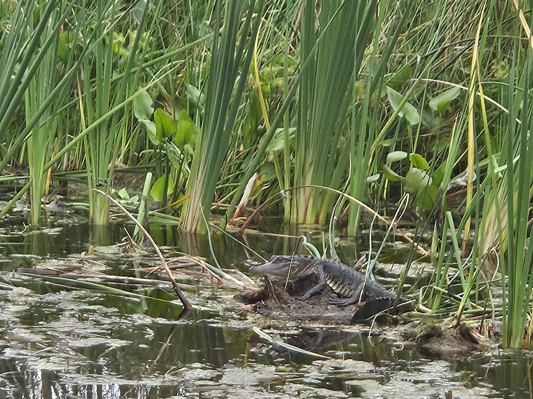 Swamp Fever Airboat Adventures-Lake Panasoffkee必去景点