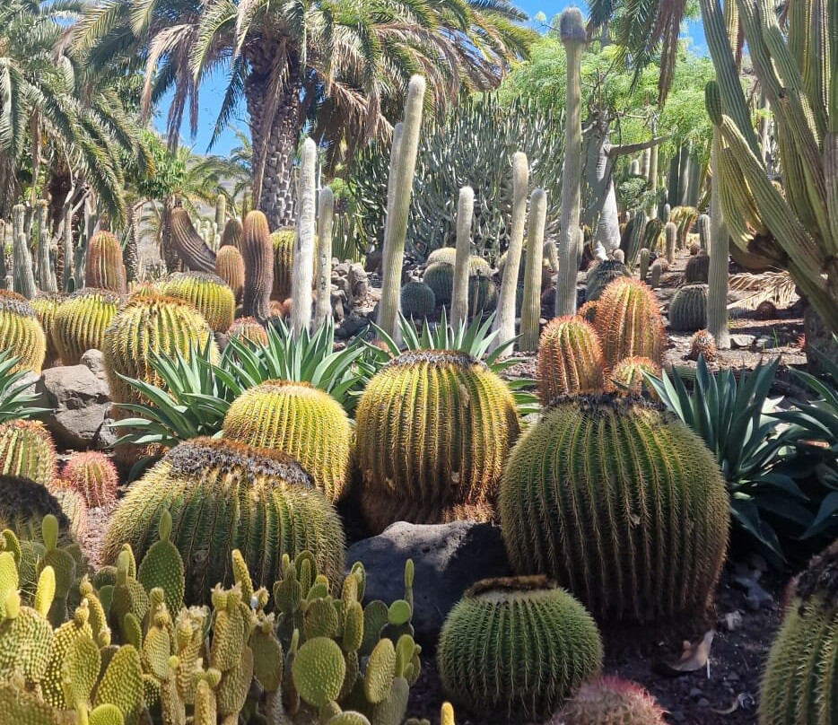 Cactualdea Park-San Nicolas必去景点
