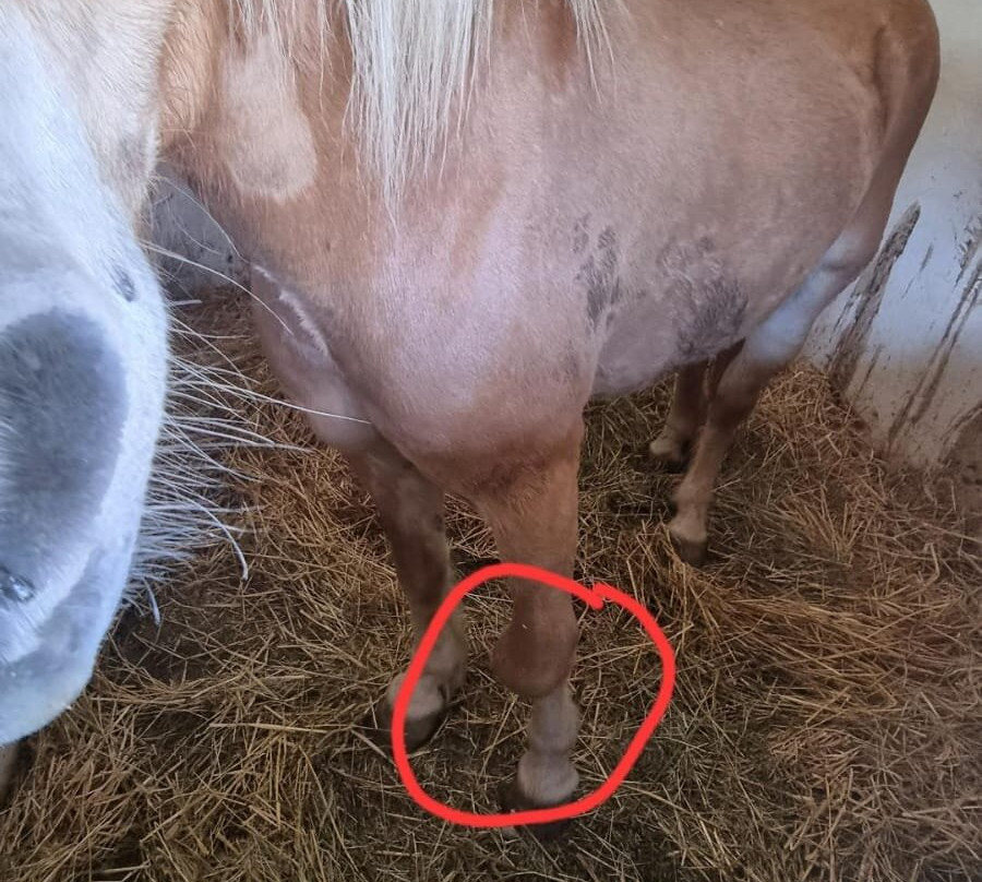 Centre Equestre des Bauges-Lescheraines必去景点