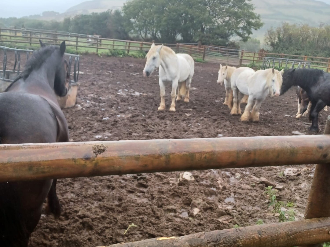 Exmoor Horse Riding and Trekking Centre-林顿必去景点
