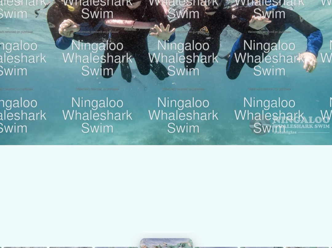 Ningaloo Whaleshark Swim-埃克斯茅斯必去景点