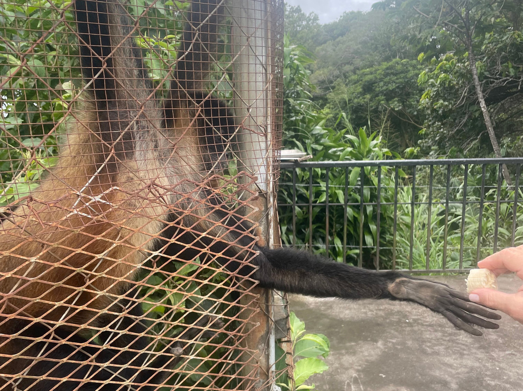 Jungla de Panama Wildlife Refuge-波魁特必去景点