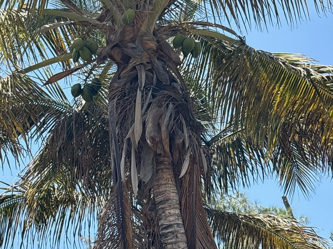 Botanical Park of Maspalomas (El Parque Botanico de Maspalomas)-马斯帕洛马斯必去景点