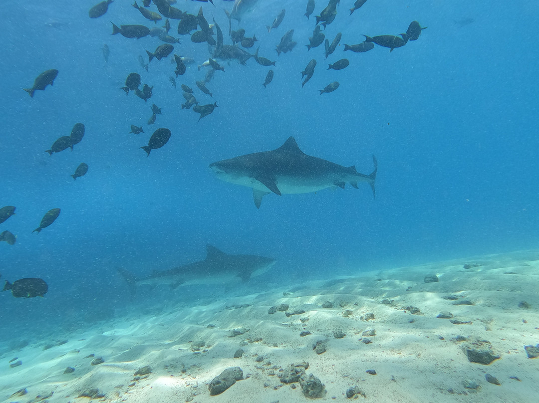 Pelagic Divers Fuvahmulah-Fuvahmulah必去景点