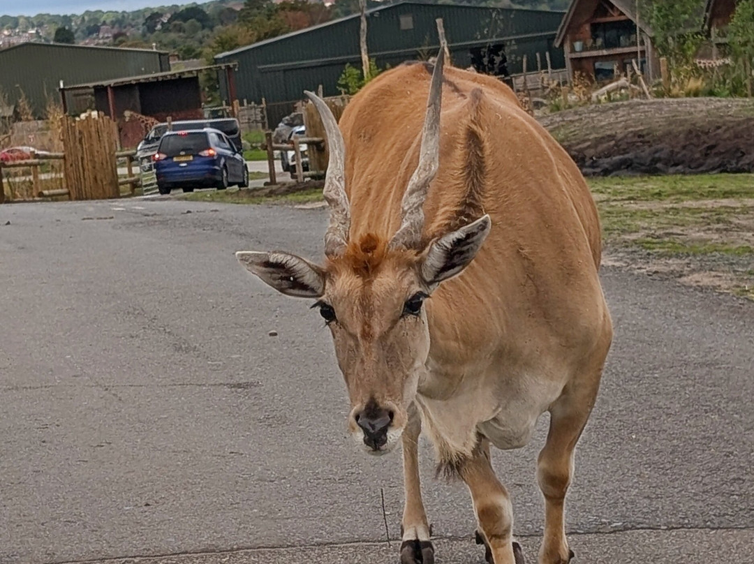 West Midlands Safari Park-Bewdley必去景点
