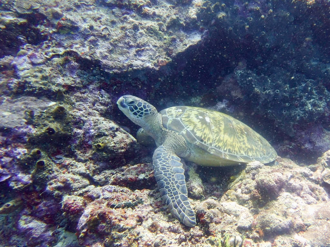 Thalassa Dive Resorts Indonesia-布纳肯岛必去景点