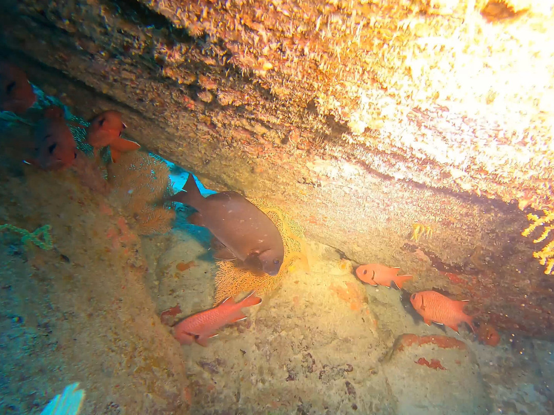 Bigorno Diving Center Mauritius-卓欧毕雪必去景点