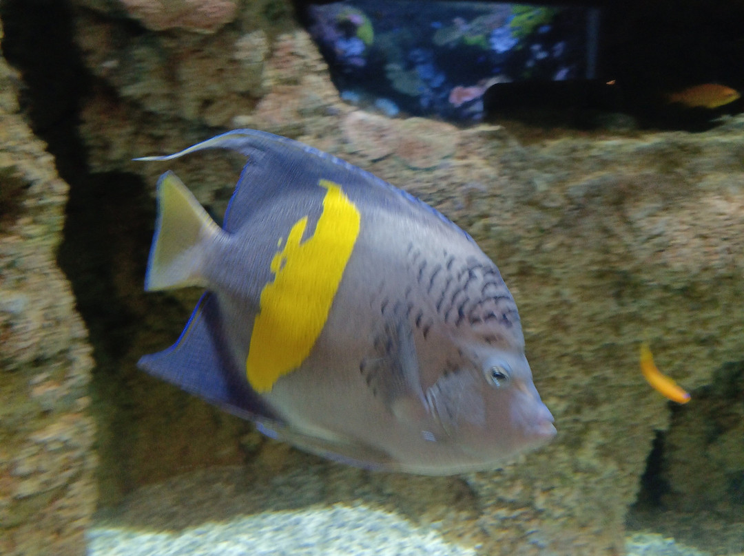 Lanzarote Aquarium-科斯塔特吉塞必去景点