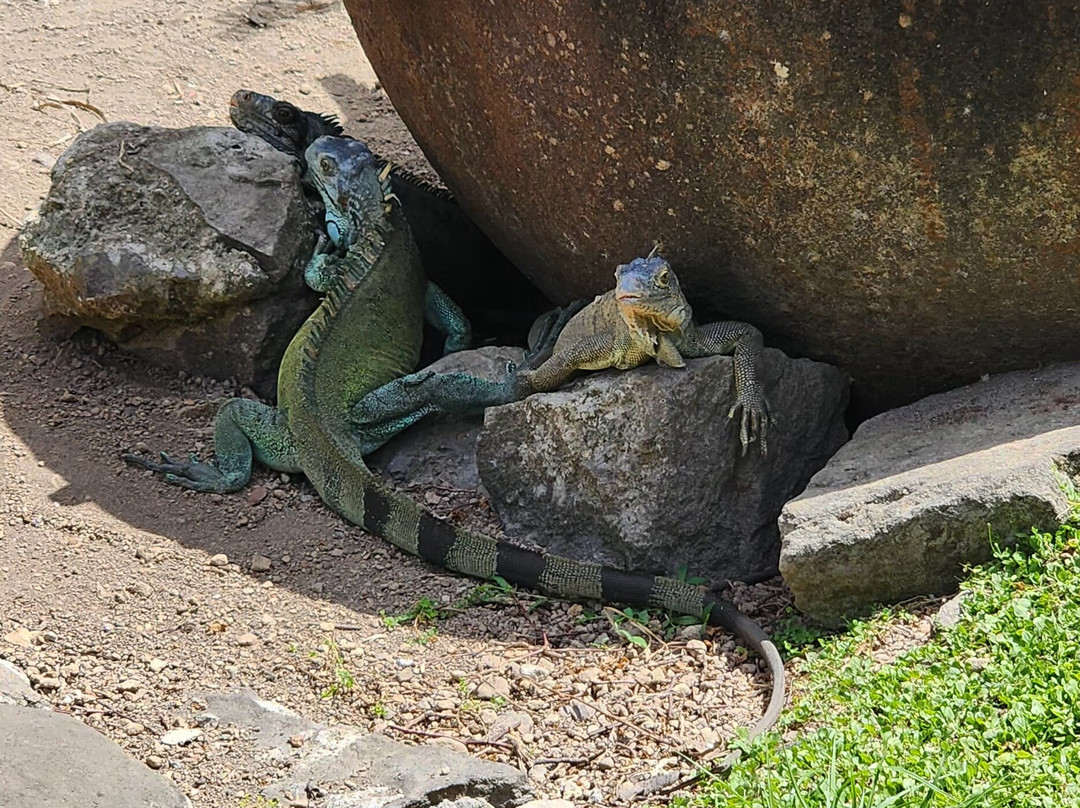 Zoo de Martinique-Le Carbet必去景点