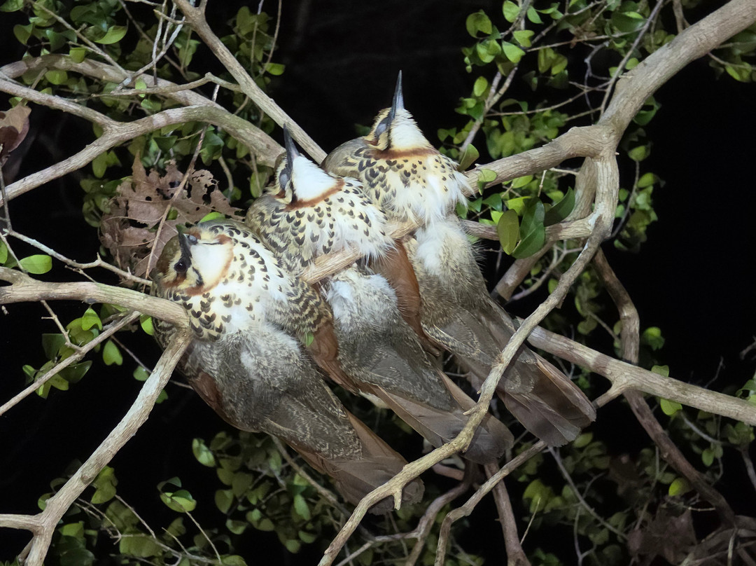 Kirindy Forest Morondava Madagascar-Morondava必去景点