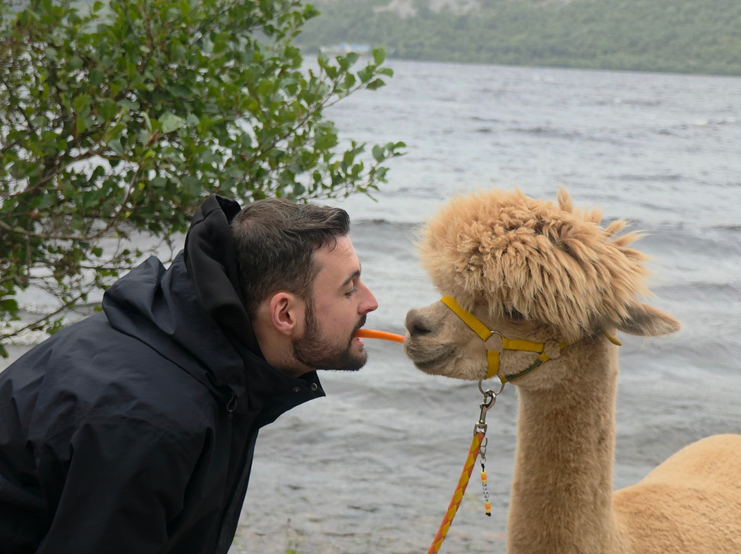 Loch Ness Alpacas-因弗内斯必去景点