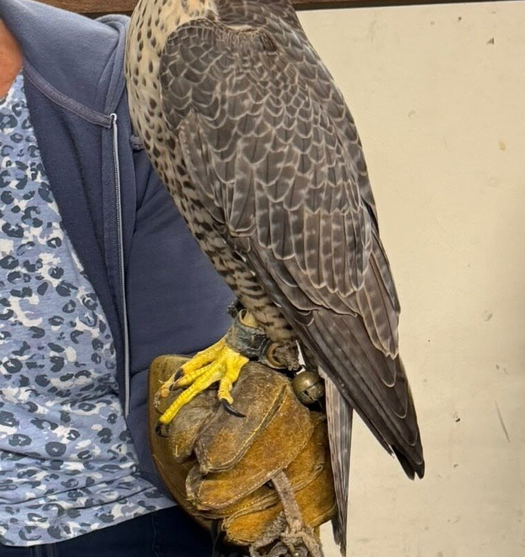 Riverside Falconry-纽卡斯尔必去景点