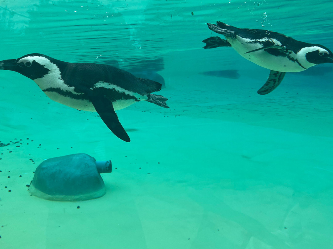 Yorkshire Wildlife Park-Auckley必去景点