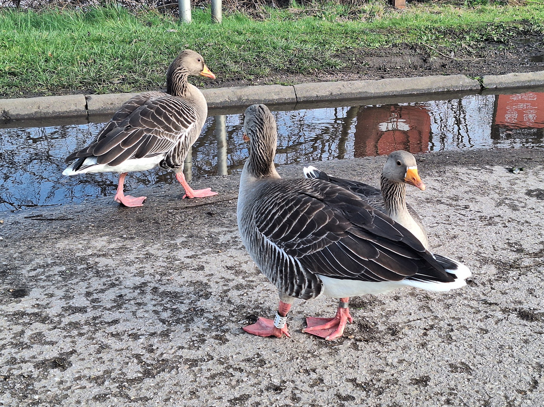 Walthamstow Wetlands-伦敦必去景点