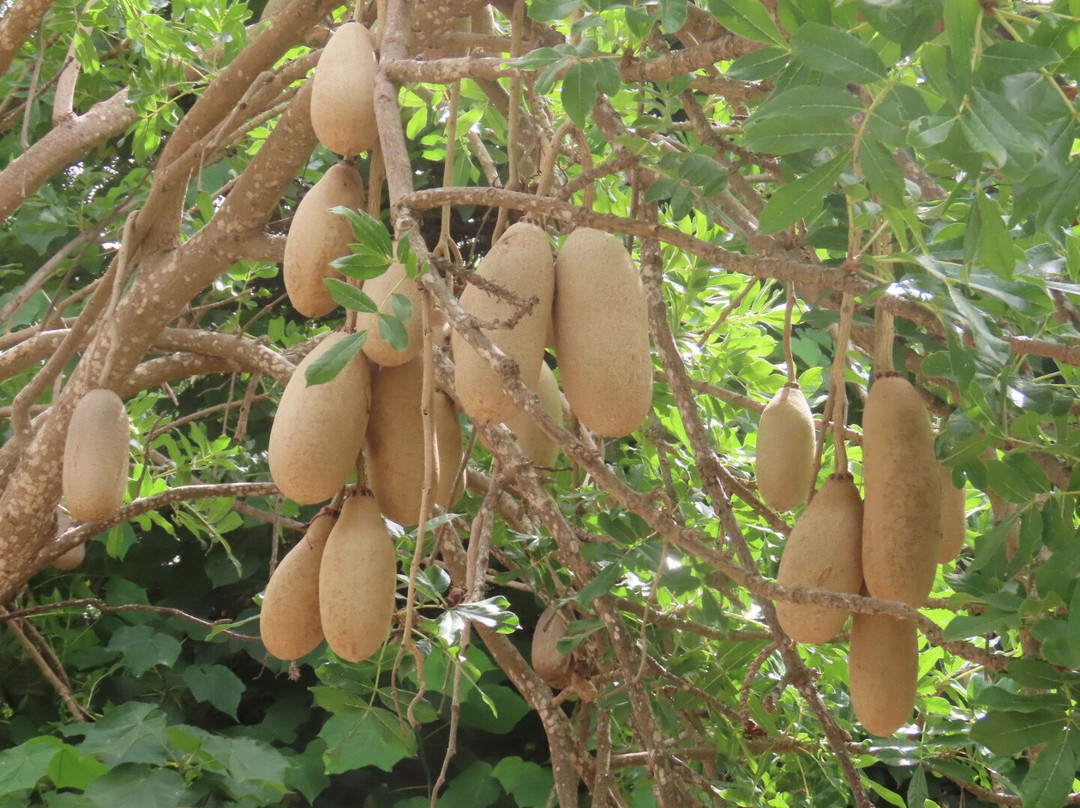 Jardin Botanico del Descubrimiento de Vallehermoso-Vallehermoso必去景点