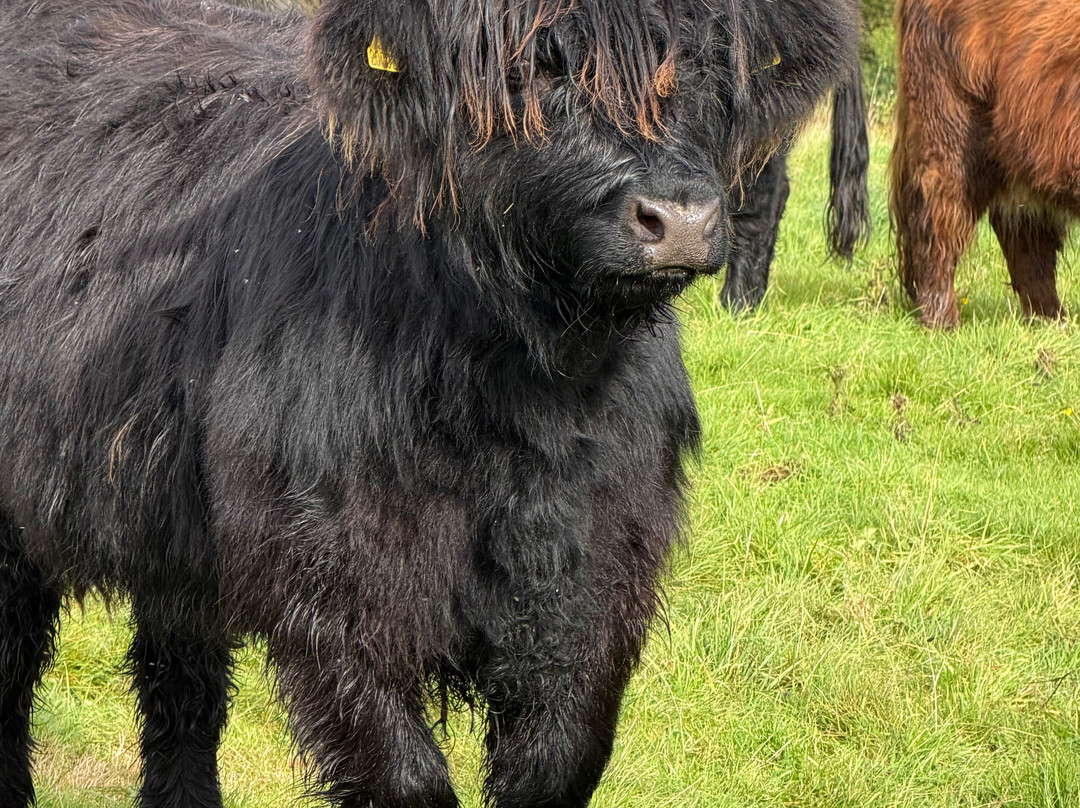 Nether Glenny Farm - Coos and Views-斯特灵必去景点