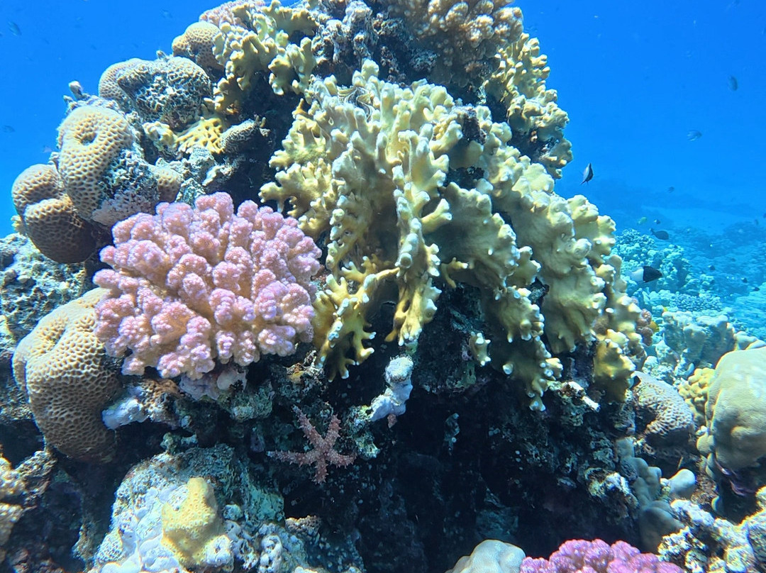 Red Sea Horse Diving-Hurghada 1必去景点