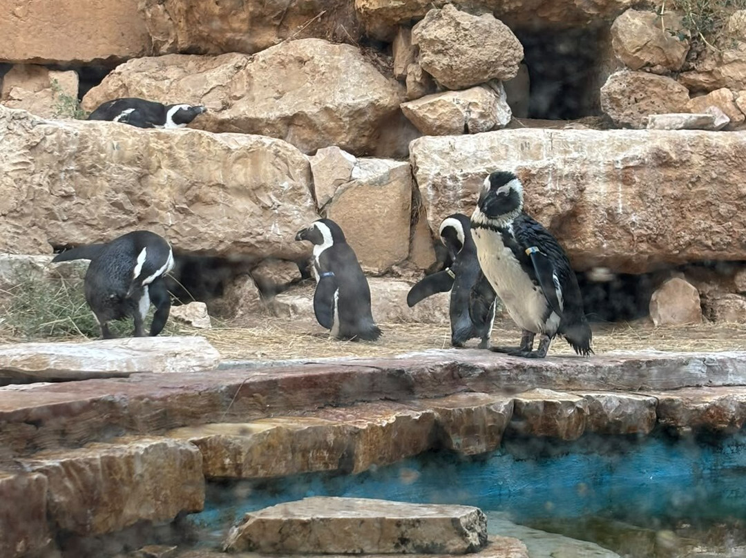 Tisch Family Zoological Gardens (Biblical Zoo)-耶路撒冷必去景点