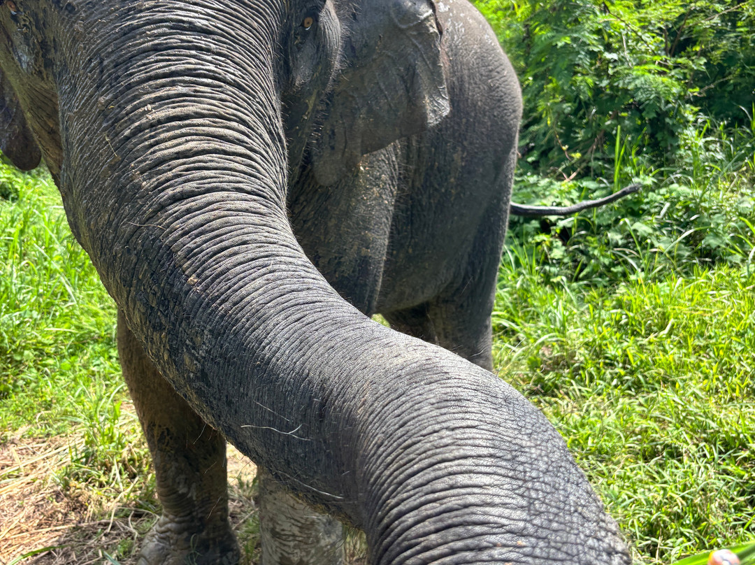 The Lake Phuket Elephant Home-Thep Krasatti必去景点