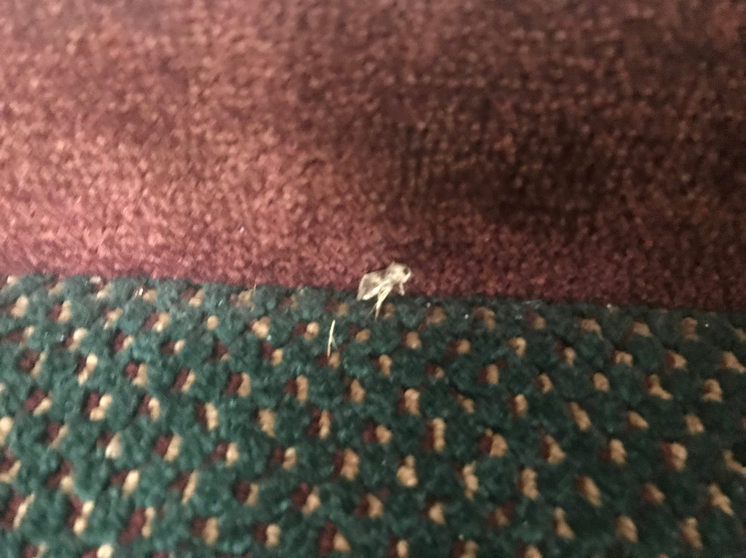 Plantation Inn & Suites Jackson