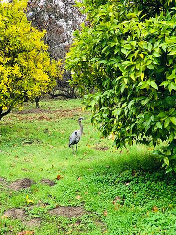 Blackberry Farm-库柏蒂诺必去景点