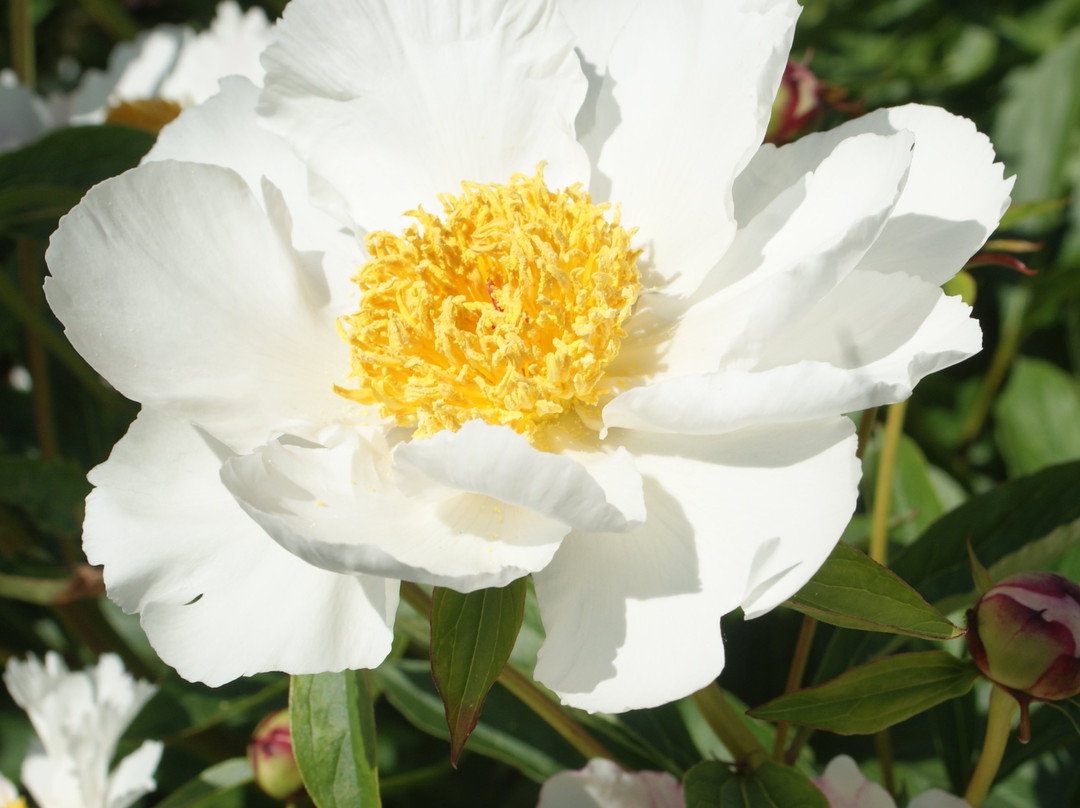 Stow Hall Gardens-Stow Bardolph必去景点