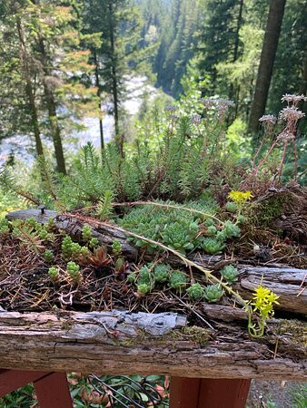 The Roaring River Bed & Breakfast主图