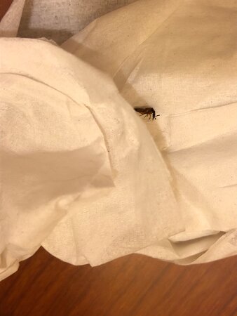 Hampton Inn Alexandria/Pentagon South-客卧