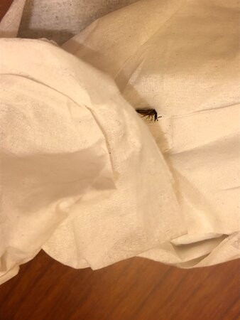 Hampton Inn Alexandria/Pentagon South主图