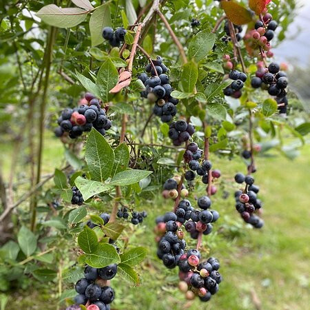Trehane Blueberry PYO景点图片