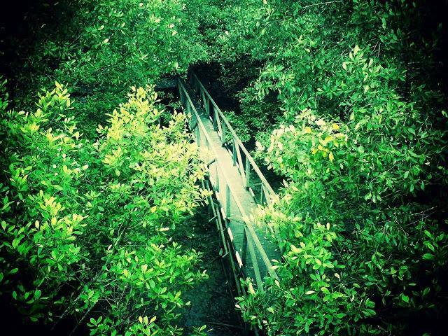 巴厘巴板旅游景点-Margomulyo Mangrove Forest