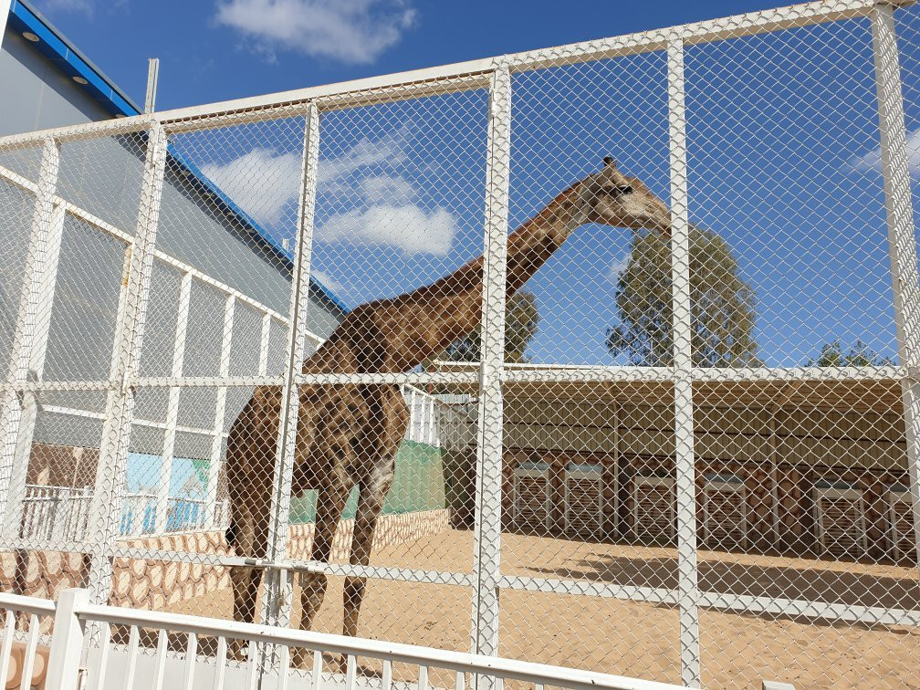 Taif Zoo景点图片