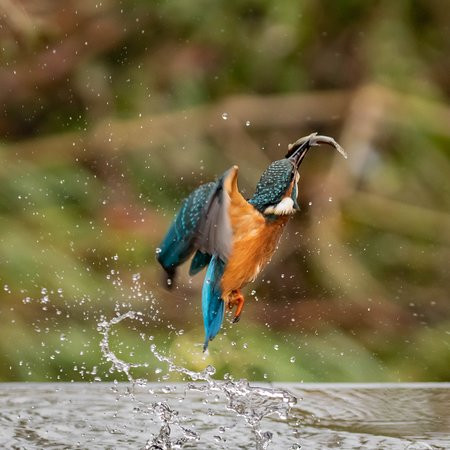 Nature Photography Hides-Wychbold必去景点