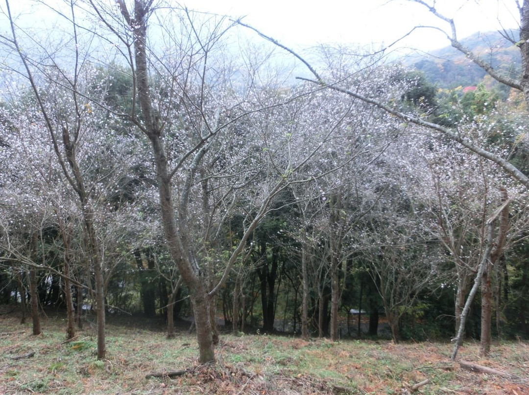 Goshikiyama Park (Takumi Art Museum)景点图片