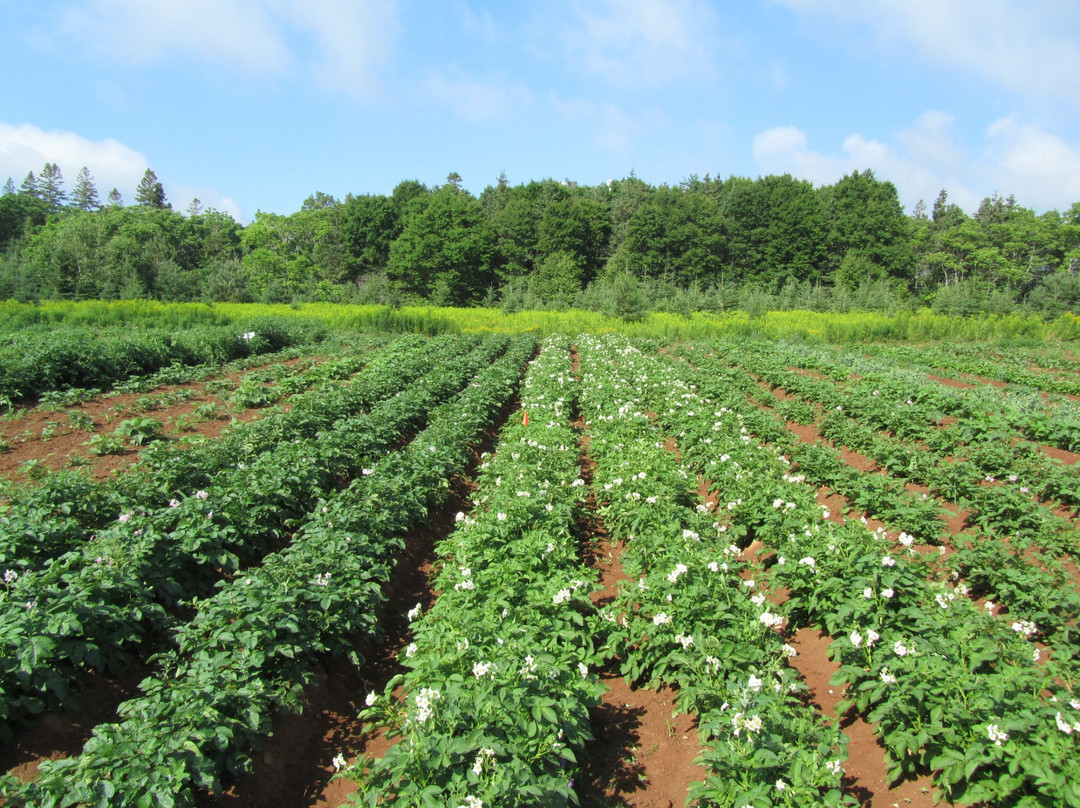 Sir Andrew Macphail Homestead-Orwell必去景点