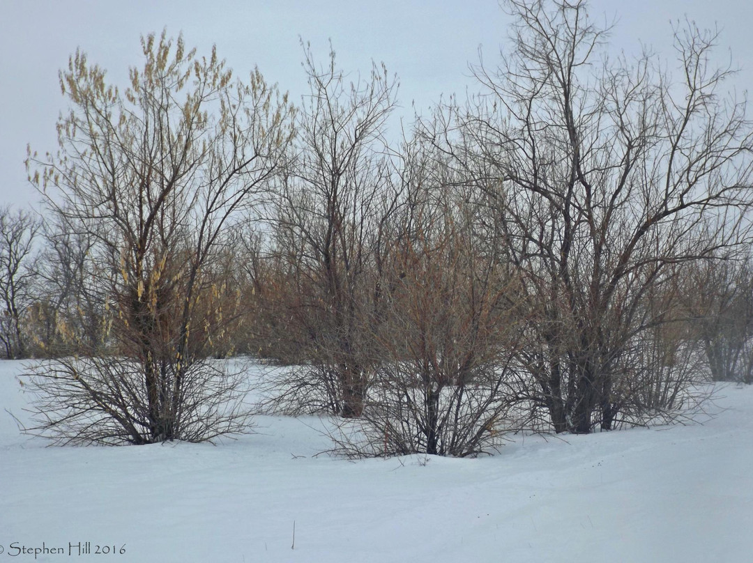 Camas National Wildlife Refuge景点图片