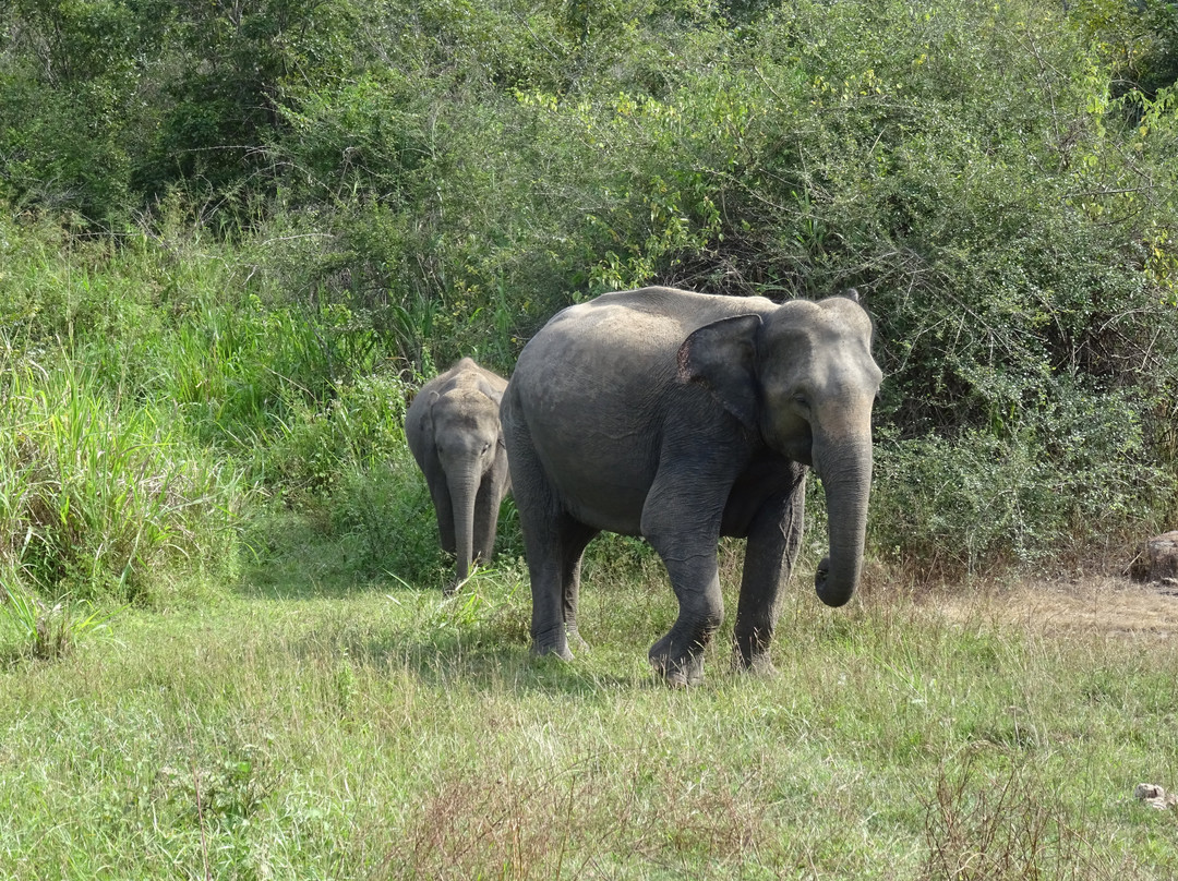 Wasgamuwa National Park景点图片