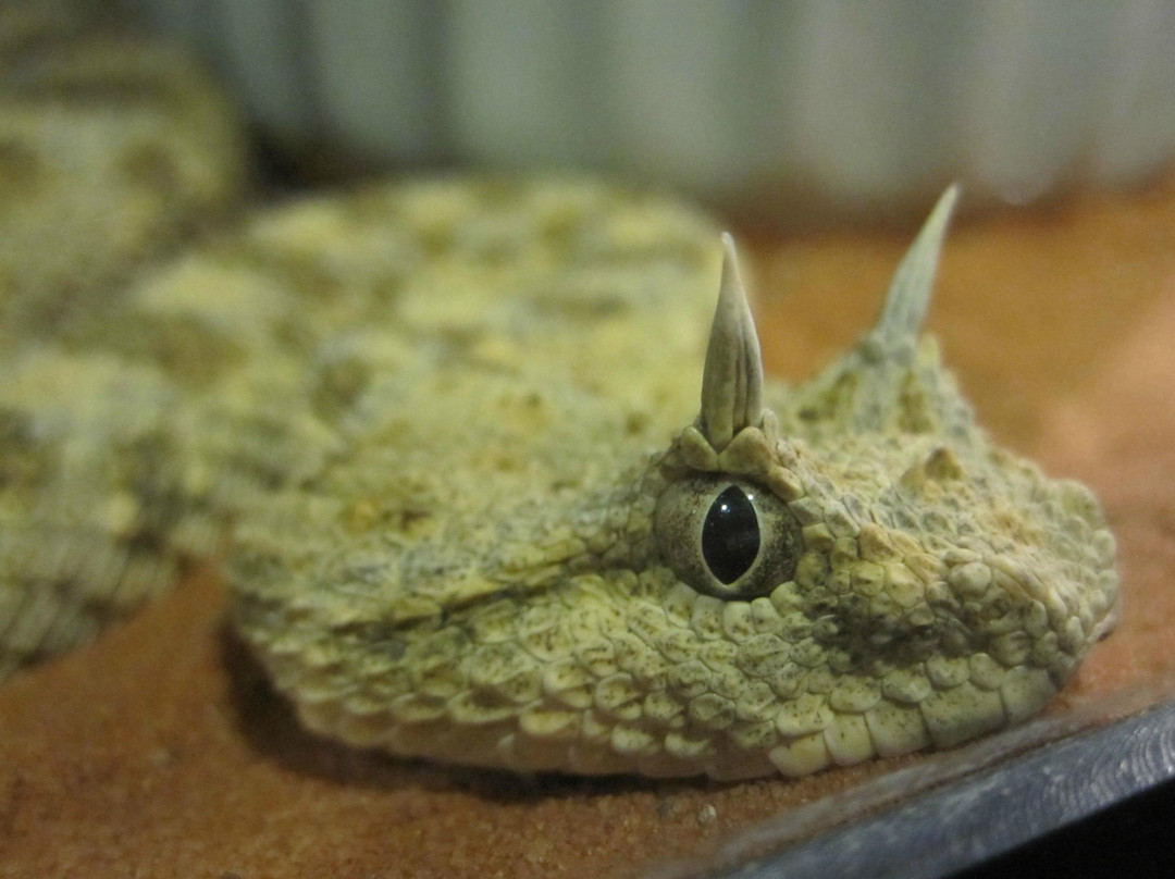 Phelan旅游景点-Forever Wild Exotic Animal Sanctuary